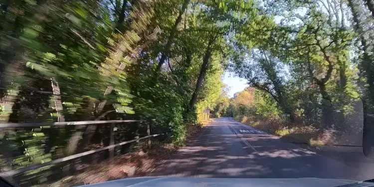 A tree-lined road seen from the driver&rsquo;s seat